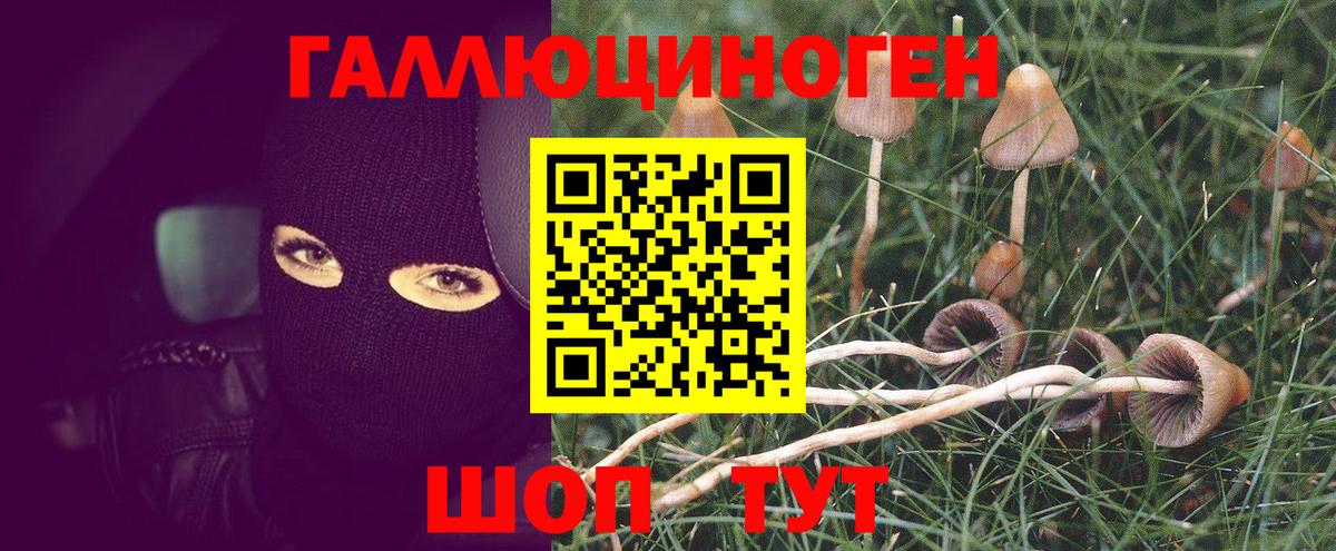 Галлюциногенные грибы Psilocybine cubensis Великий Устюг